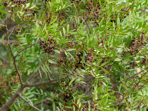 Pistacia lentiscus. Baies rouges et noires du pistachier lentisque. 