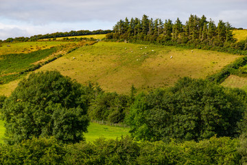 Fototapeta na wymiar Sheep herd in a Farm field in Greenway route from Castlebar to Westport