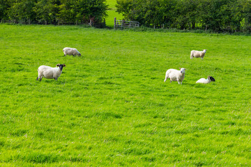 Fototapeta na wymiar Sheep herd in a Farm field in Greenway route from Castlebar to Westport