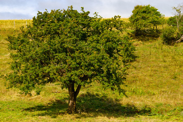 Fototapeta premium Trees with shadows in a Farm field with in Greenway route from Castlebar to Westport