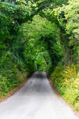 Obraz premium Green tunnel in Greenway route from Castlebar to Westport