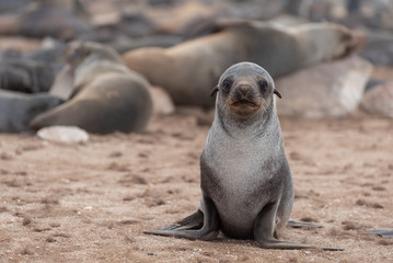 Cute young seal, lion, in rainy weather on beach looking at camera, alone