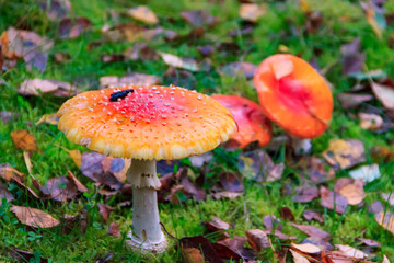Beautiful mushroom found in Nuuksio National Park, Finland.