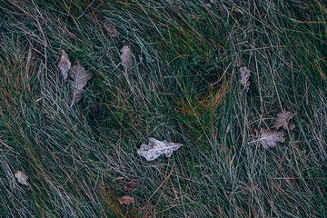 Frozen grass texture - frost