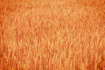 Wheat field Ears of golden wheat. Background of the ripening ears of the wheat field.