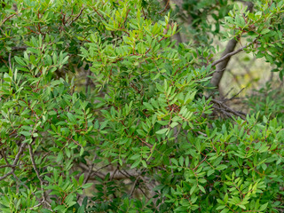 Pistacia lentiscus. Feuillage et folioles du pistachier lentisque.