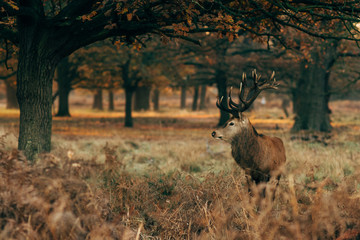 Deer in forest
