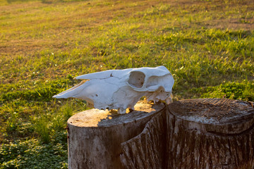 Cow Skull