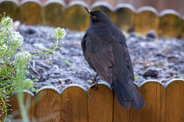 Amsel