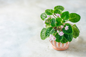 Flowering Saintpaulias, commonly known as African violet. Mini Potted plant.