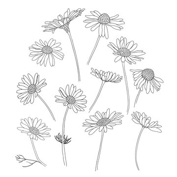 Daisy flowers.Sketch.Hand drawn outline vector illustration, isolated floral elements for design on white background.