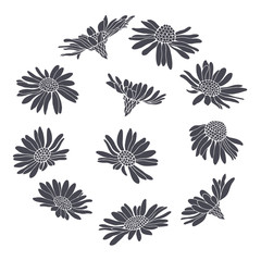 Daisy flowers.Sketch. Hand draw vector illustration, isolated floral elements for design on white background.Silhouettes.