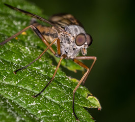 Bug on a leaf 
