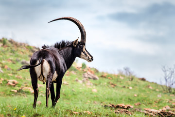 Sable antelope bull standing proud in an open grassland area, Hippotragus niger - obrazy, fototapety, plakaty