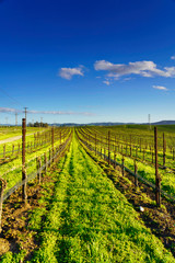 Converging Lines Vineyard, San Luis Obispo, CA