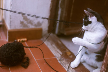 chaton