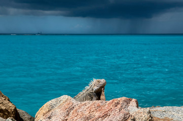 A Handsome Iguana Sitting Still on a Rock with the Backdrop of the Turquoise Blue Caribbean Sea and a Dark Stormy Cloud