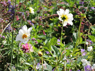  Pink and white flowers in the garden