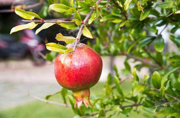 Pomegranates fruits riping 