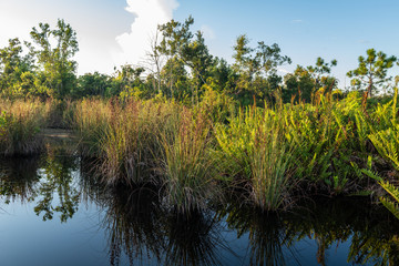 Swamp Boardwalk