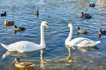A pair of beautiful white swans Cygnus olor among wild ducks on the lake in Goryachiy Klyuch. Krasnodar region. Nature concept for design