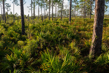 Fototapeta premium Swamp Boardwalk