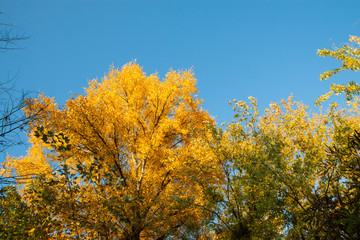 Golden autumn trees. Beautiful autumn trees in the park or forest. Sunny autumn landscape.