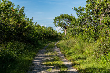 Fototapeta premium Dirt Road