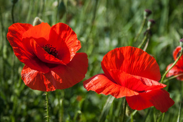 Flower poppy flowering on background poppies flowers. Nature.selective focus