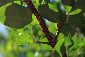 Green leaves of a tree