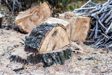 cut down a tree close up on outddors.