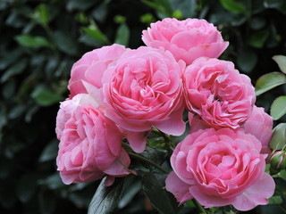 Bouquet of pink roses in park