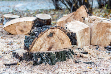 The consequences of cutting old wood remains of wood in the form of hemp and sawdust.