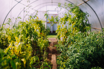 plants in a greenhouse