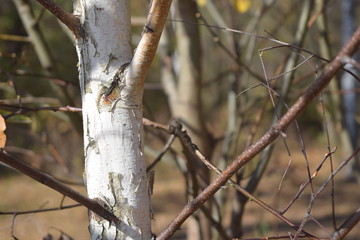 squirrel on tree
