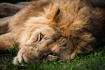 Majestic lion in Maasai Mara reserve in Kenya