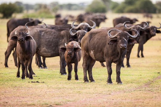 African Buffalo standing at Serengeti National Park
