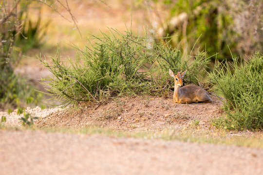 Kirk's dik dik sitting at Serengeti National Park