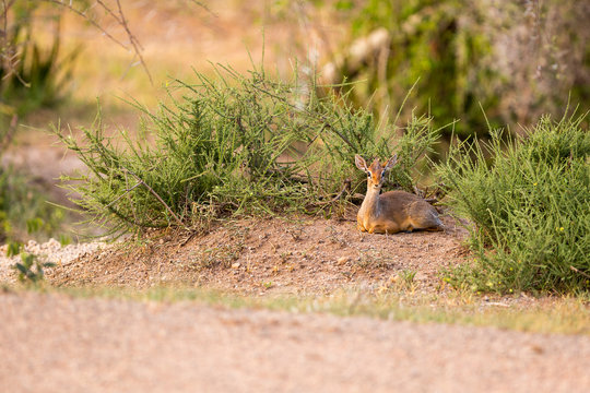 Kirk's dik dik sitting at Serengeti National Park