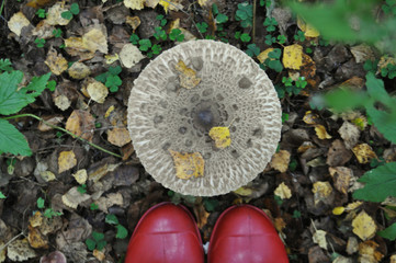 Women's rubber boots in a large mushroom in the forest