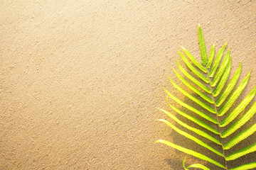 Green leaves ferns on the banana beach,Flat lay are texture Nature background creative tropical layout made at phuket Thailand