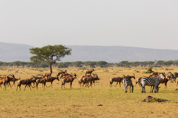 Herd of topi and zebra grazing at Serengeti National Park