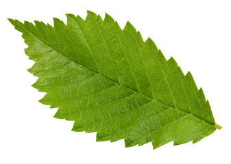 green leaf isolated