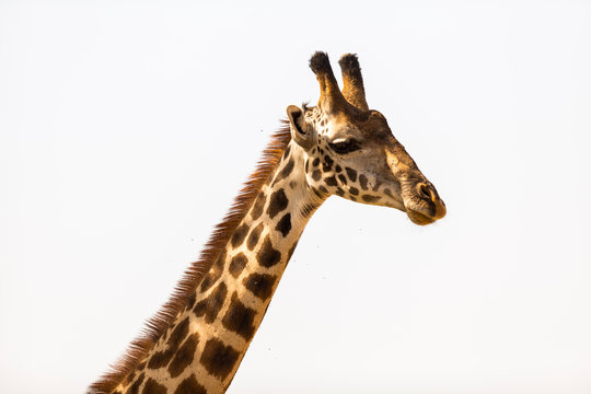 Close up of giraffe against clear sky at Serengeti National Park