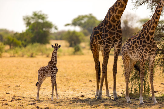 Baby giraffe standing with family at Serengeti National Park