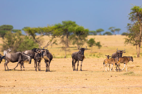 Herd of wildebeest at Serengeti National Park