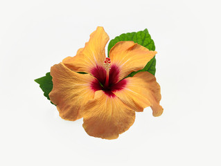 Yellow-orange hibiscus flower, isolated on white background. Orange tropical flower with leaves. Picture with path.
