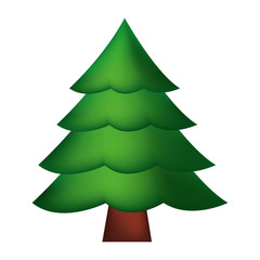 pine tree on white background
