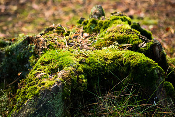 Green moss on a stump