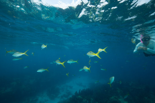 Man snorkeling underwater with yellowtail snapper in the foreground